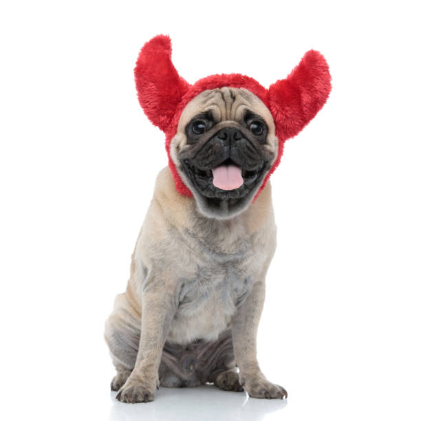 istock cute pug wearing devil horns and sticking out tongue 1186948308