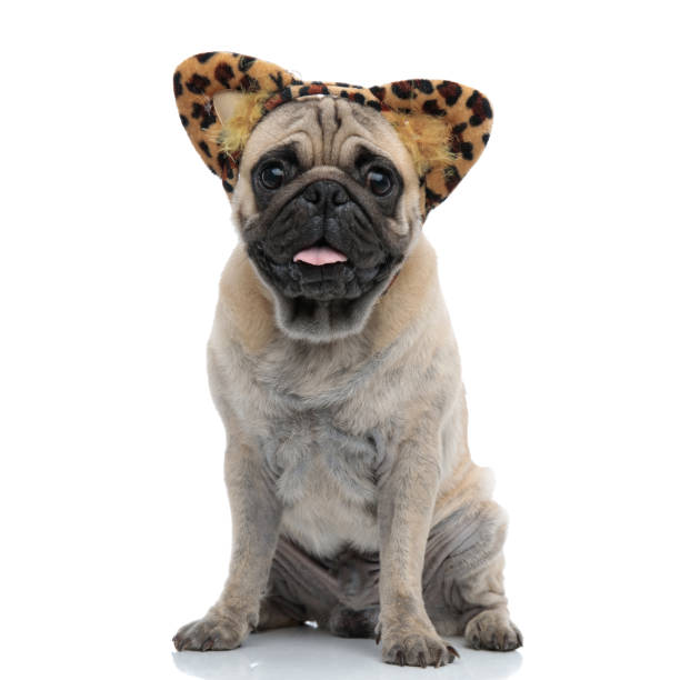 istock happy pug wearing leopard headband and panting 1186948311