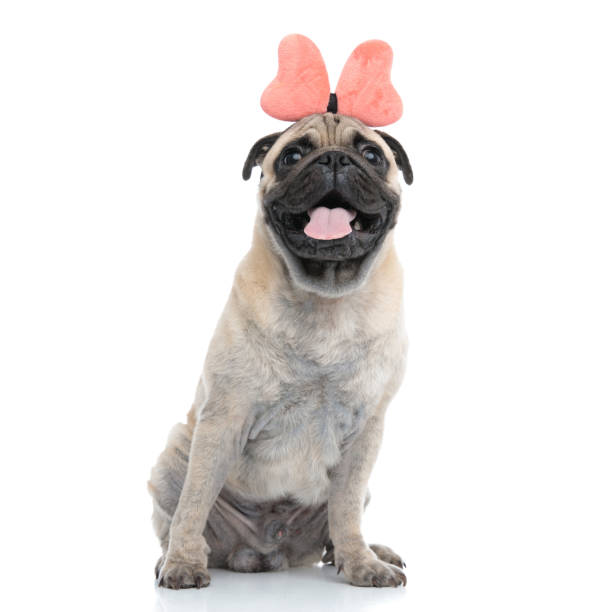 istock cute pug wearing bow headband and panting 1186948355