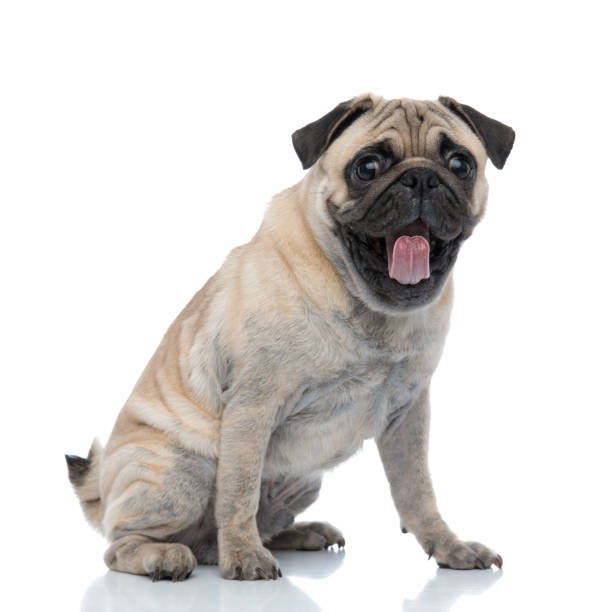 istock cute pug sticking out tongue and panting 1186948382