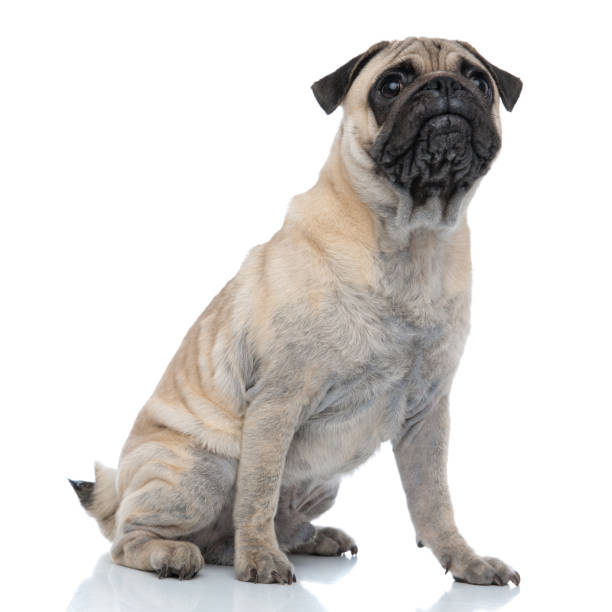 istock curious pug looking up and sitting on white background 1186948417