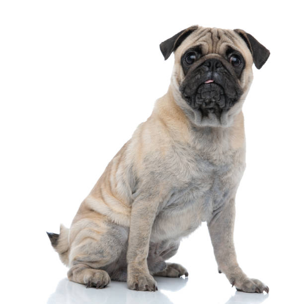 istock adorable pug sticking out tongue and panting 1186948434