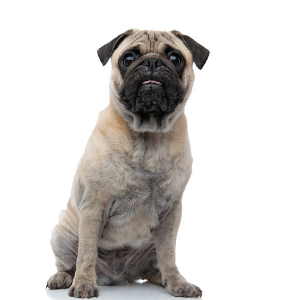 istock adorable young pug sticking out tongue and panting 1186948452