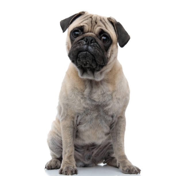istock cute pug sitting isolated on white background 1186948470