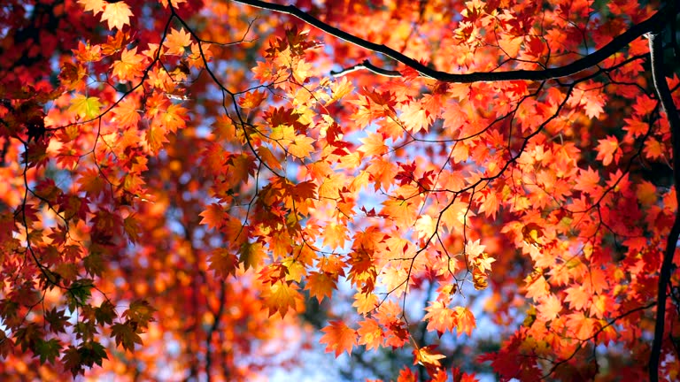 Autumn maple leaves with blue sky