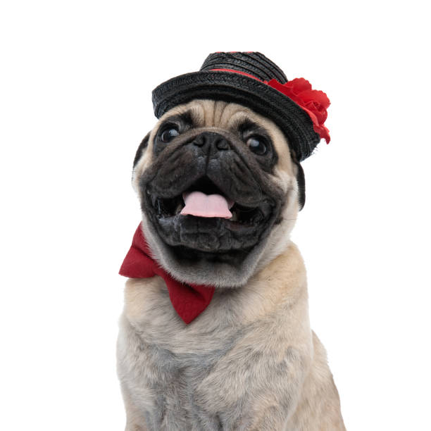 istock adorable pug wearing hat and red bowtie 1186948640