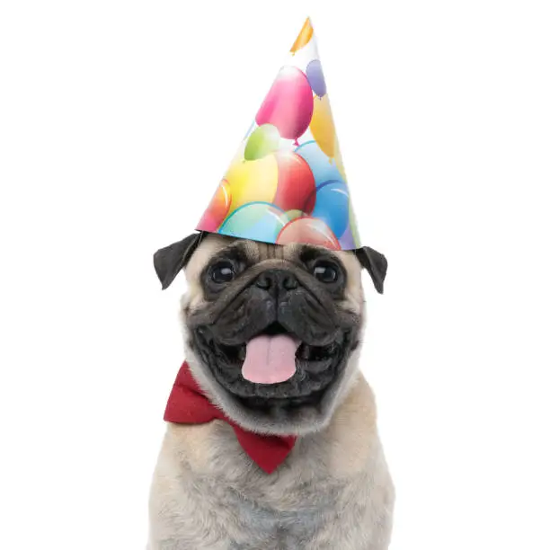 adorable pug panting and sticking out tongue, wearing red bowtie and birthday hat, sitting isolated on white background, portrait