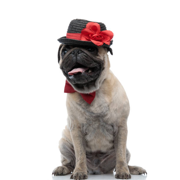 istock adorable pug wearing hat and bowtie and panting 1186948680