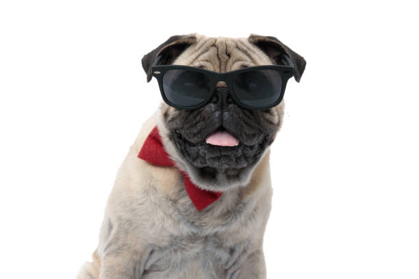 istock cool pug wearing sunglasses, bowtie and panting 1186949346