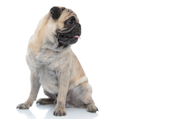 istock happy smiling pug sticking out tongue and panting 1186949461