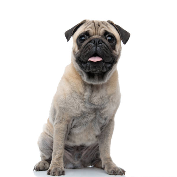 istock cute pug sticking out tongue and panting 1186949535