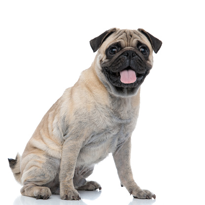 side view of happy adorable pug sticking out tongue and panting, sitting isolated on white background, full body