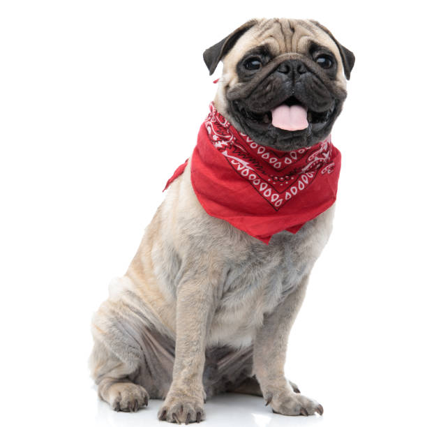 adorable pug wearing bandana and sticking out tongue adorable pug wearing red bandana and sticking out tongue, panting and sitting isolated on white background, full body pug isolated stock pictures, royalty-free photos & images