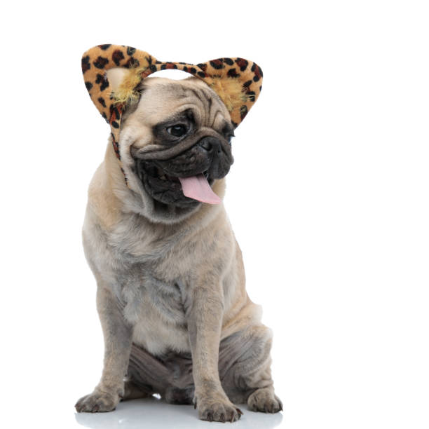 istock cute pug wearing leopard headband and panting 1186949669