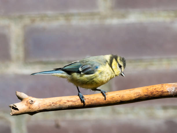 istock Blue tit, Cyanistes caeruleus, young perched on bare branch in garden, Netherlands 1186949813