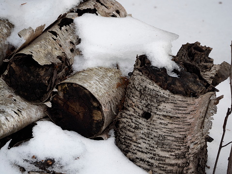 Stack of cut birch decomposing under the snow thawing in spring