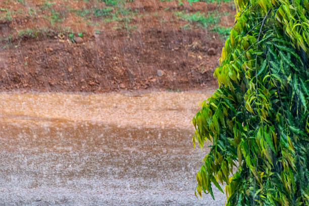 Rain storm shower in Entebbe, Uganda