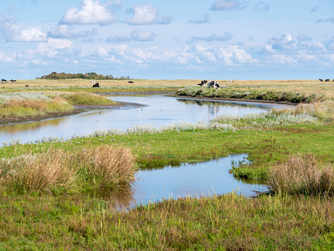 Canal y vacas en marisma cerca de Kobbeduinen en la isla de Schiermonnikoog, Países Bajos photo