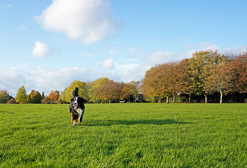 Bernese Mountain Dog running in the dog friendly park on the green grass