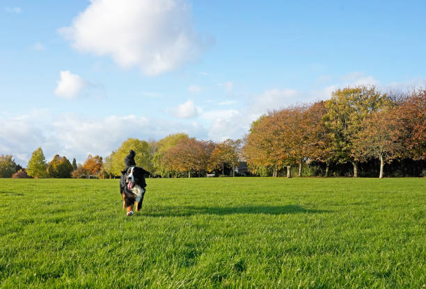 Bernese Mountain Dog running in the dog friendly park on the green grass the grass is green trees yellow, autumn, the dog looking away from the camera bernese mountain dog photos stock pictures, royalty-free photos & images