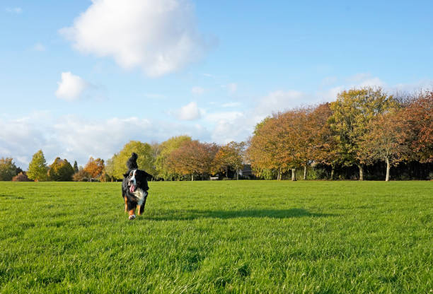Bernese Mountain Dog running in the dog friendly park on the green grass the grass is green trees yellow, autumn, the dog looking away from the camera huge black dog stock pictures, royalty-free photos & images