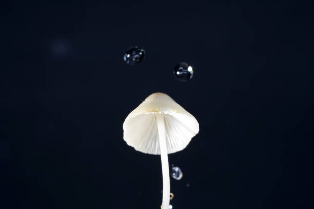This are water drops photographed with higspeed flashes