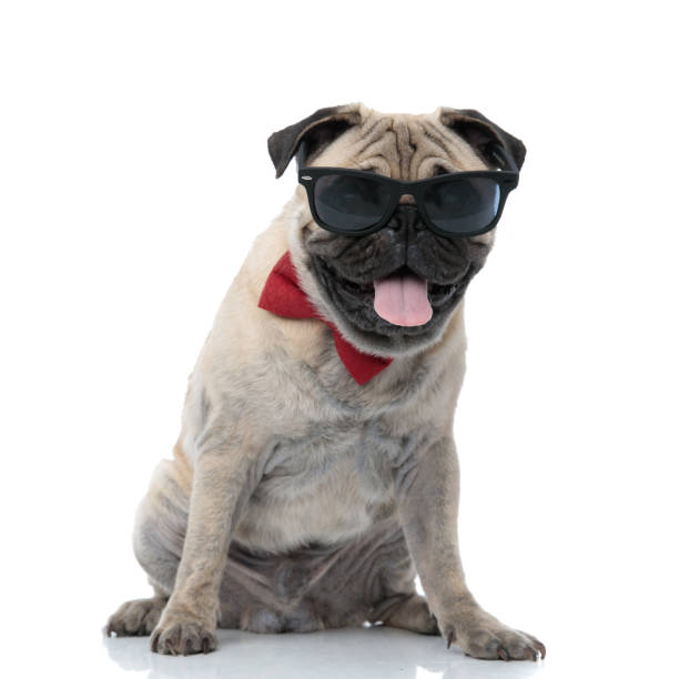 istock happy pug wearing sunglasses, bowtie and panting 1186951137