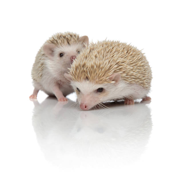 istock couple of two african hedgehogs exploring together 1186951738