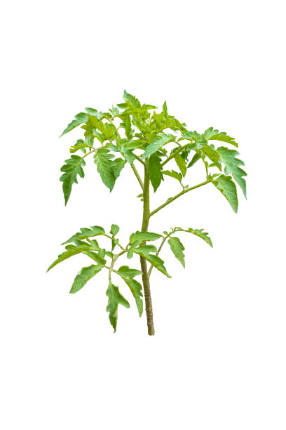 young tomato seedlings on a white background - artex imagens e fotografias de stock