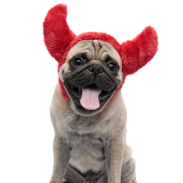 istock adorable pug wearing devil horns and panting 1186952211