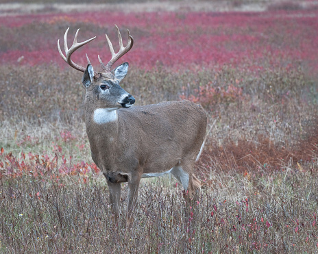 Big buck in fall meadow ablaze in fall color in a calendar worthy pose