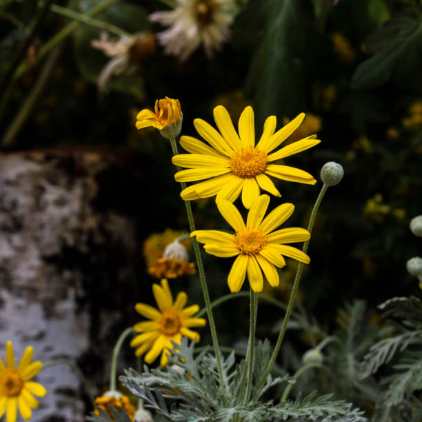istock defocused background with blurred yellow flowers, floral decoration with selective focus technique and copy space for text 1186952245