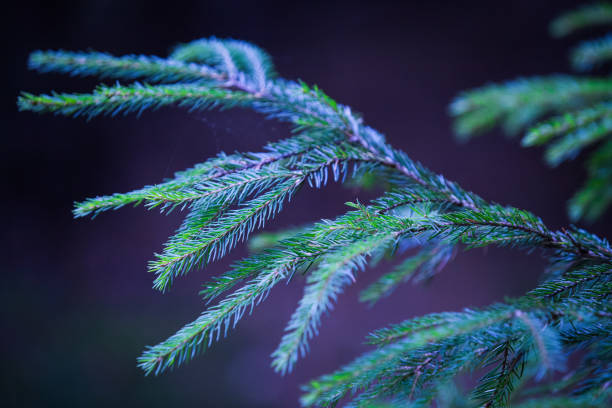 istock Fir tree green branch in autumn 1186952426