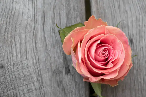 Photo of Pink rose in a rustic background. Rose on a gray wooden background