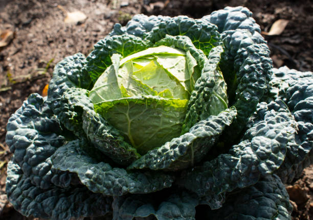 istock The cabbage grows on the farm 1186953277