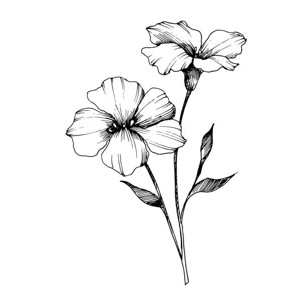 vektör keten çiçek botanik çiçekler. siyah ve beyaz oyulmuş mürekkep sanatı. i̇zole keten illüstrasyon elemanı. - ukrayna illüstrasyonlar stock illustrations