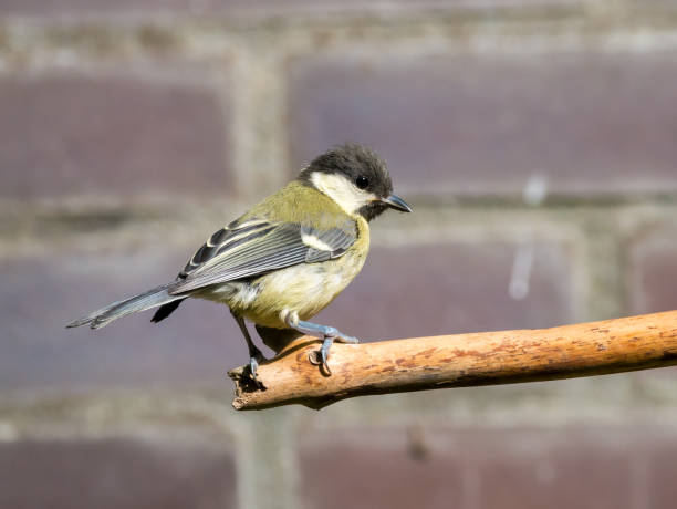 istock Great tit, Parus major, young perched on bare branch in garden, Netherlands 1186954550