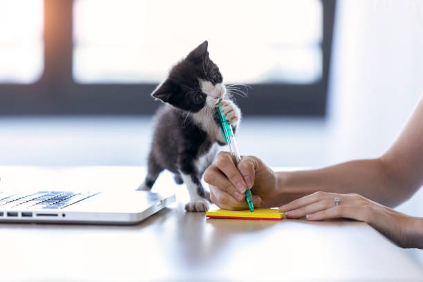 eine hübsche kleine katze beißt die spitze eines stiftes, während ihr besitzer eine notiz mit ihm schreibt. - one kitten stock-fotos und bilder
