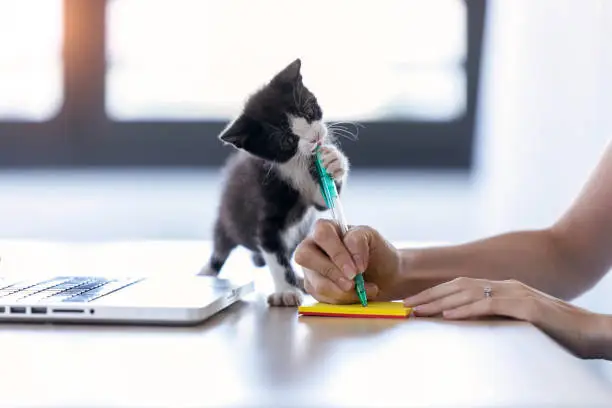 Photo of A pretty little cat biting the tip of a pen while its owner writes a note with him.