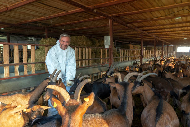 istock Smiling Mature Farmer Hand Feeding Goats in His Barn 1186954699