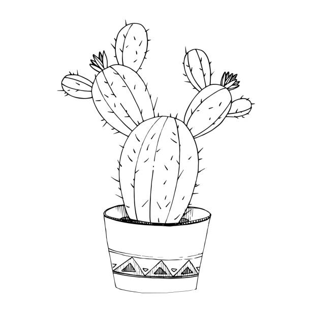 illustrazioni stock, clip art, cartoni animati e icone di tendenza di fiori botanici floreali vector cacti. arte dell'inchiostro inciso in bianco e nero. elemento illustrazione cactus isolato. - engraved image immagine