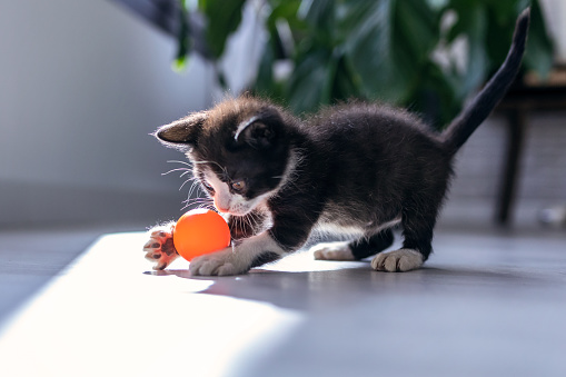 Pequeño gatito negro jugando y disfruta con bola naranja en la sala de estar de la casa. photo
