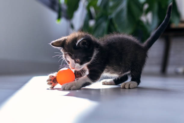 petit chaton noir jouant et apprécie avec la boule orange au salon de maison. - chaton photos et images de collection