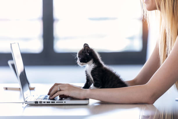 bel gattino che guarda il laptop mentre il suo proprietario lavora con lui a casa. - furniture internet adult blond hair foto e immagini stock