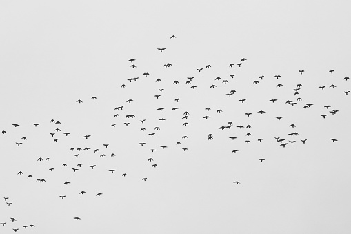 Monochrome photo depicting flock of wild birds against sky