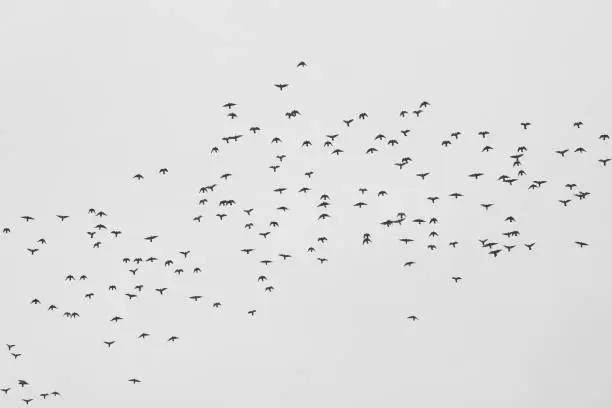 Photo of Monochrome photo depicting flock of birds against sky