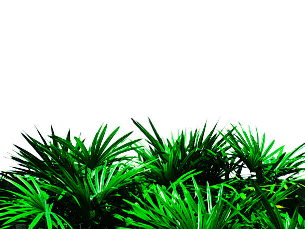 istock green tree leaf isolated on white background with copy space for your text. 1186955952