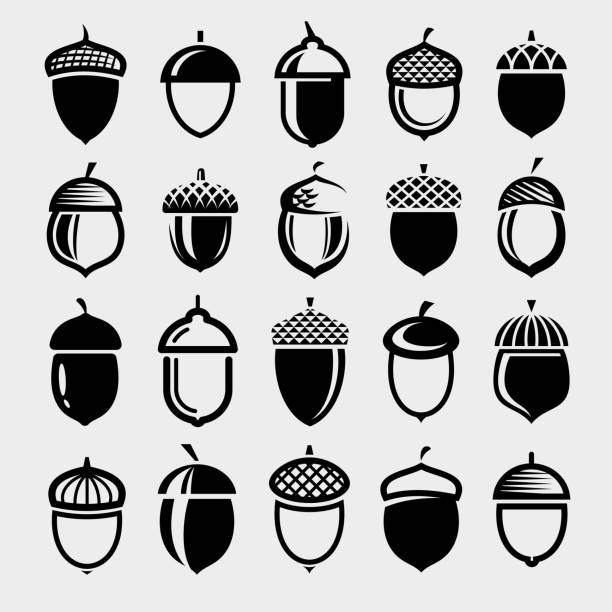 ilustrações de stock, clip art, desenhos animados e ícones de acorns set. collection icon acorns. vector - bolota ilustrações