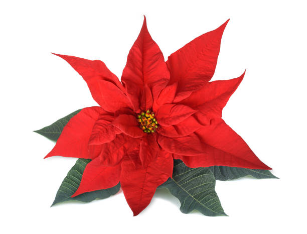 istock Red poinsettia 1186956398