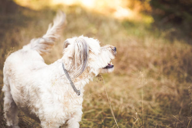 Happy dog playing in autumn meadow
